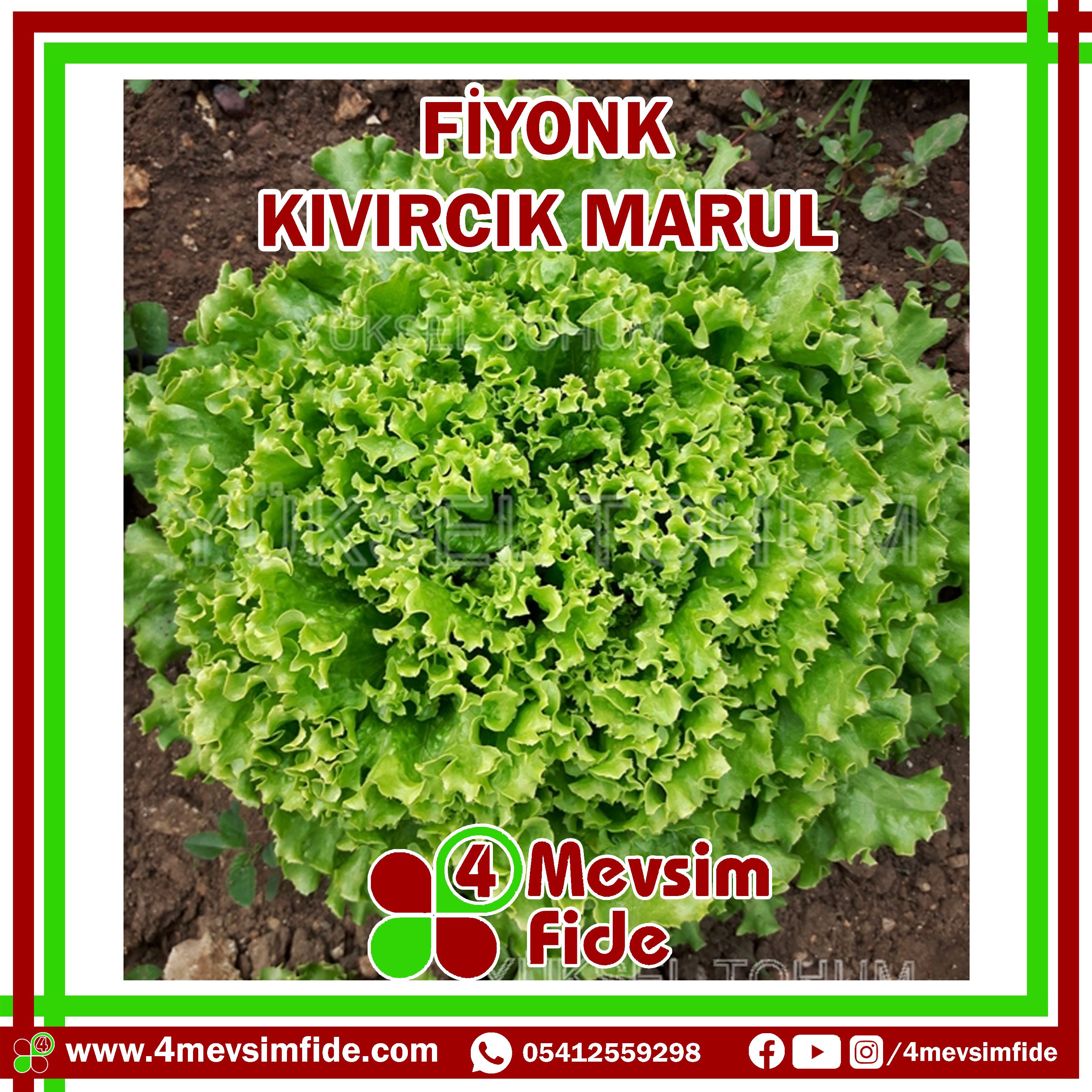 Fiyonk F1 Kıvırcık Marul Fidesi